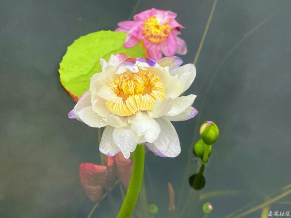 思考资本 十万分之一的浪漫！广州莲花山育莲40年首现并蒂同心睡莲